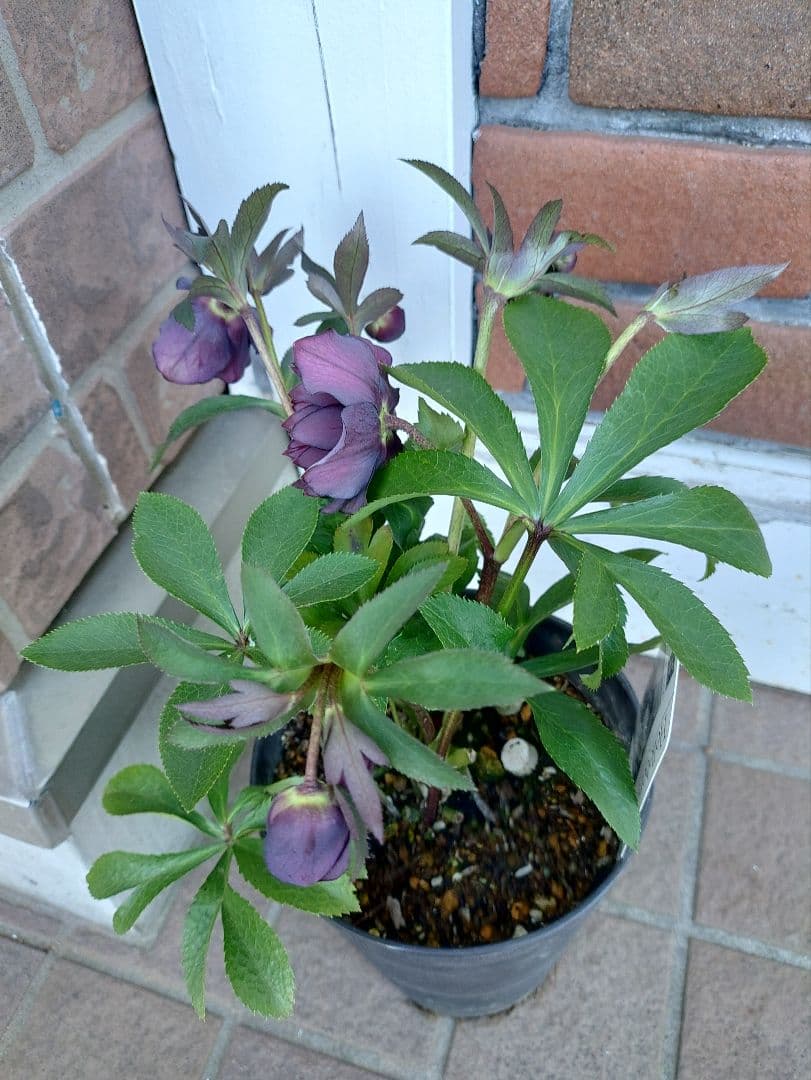 サ*ト様 クリスマスローズ　クレオパトラ系　広瀬園芸　５号鉢