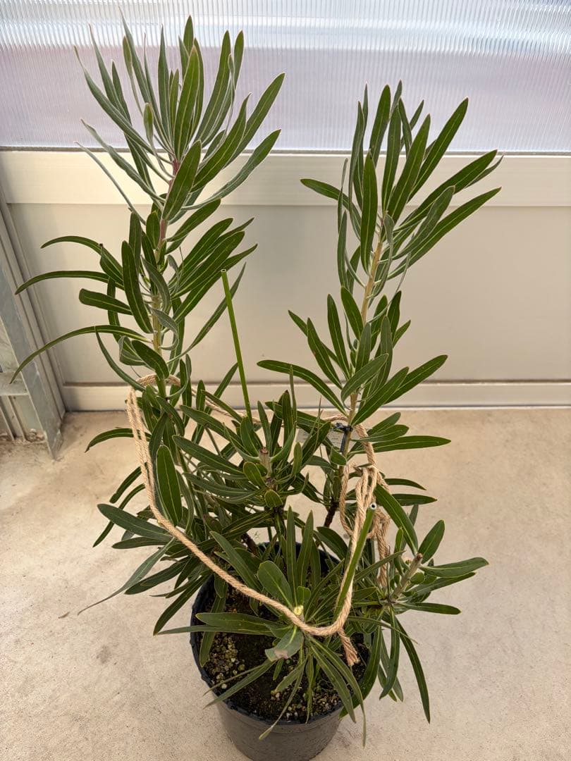 プロテア ピンクミンク　7号鉢　オージープランツ　苗　観葉