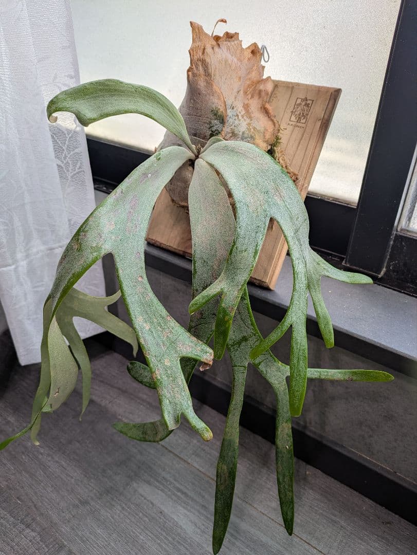 P.willinckii ' White rose 'ホワイトローズ ビカクシダ