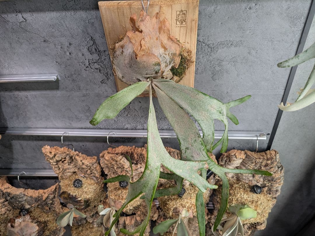 P.willinckii ' White rose 'ホワイトローズ ビカクシダ