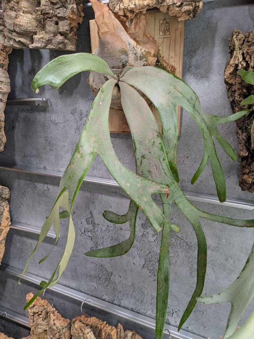 P.willinckii ' White rose 'ホワイトローズ ビカクシダ