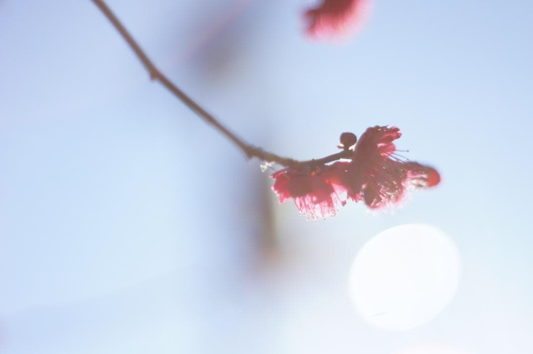美フレア✨ 作例有 PENTAX スーパータクマー 55mm f1.8 後期