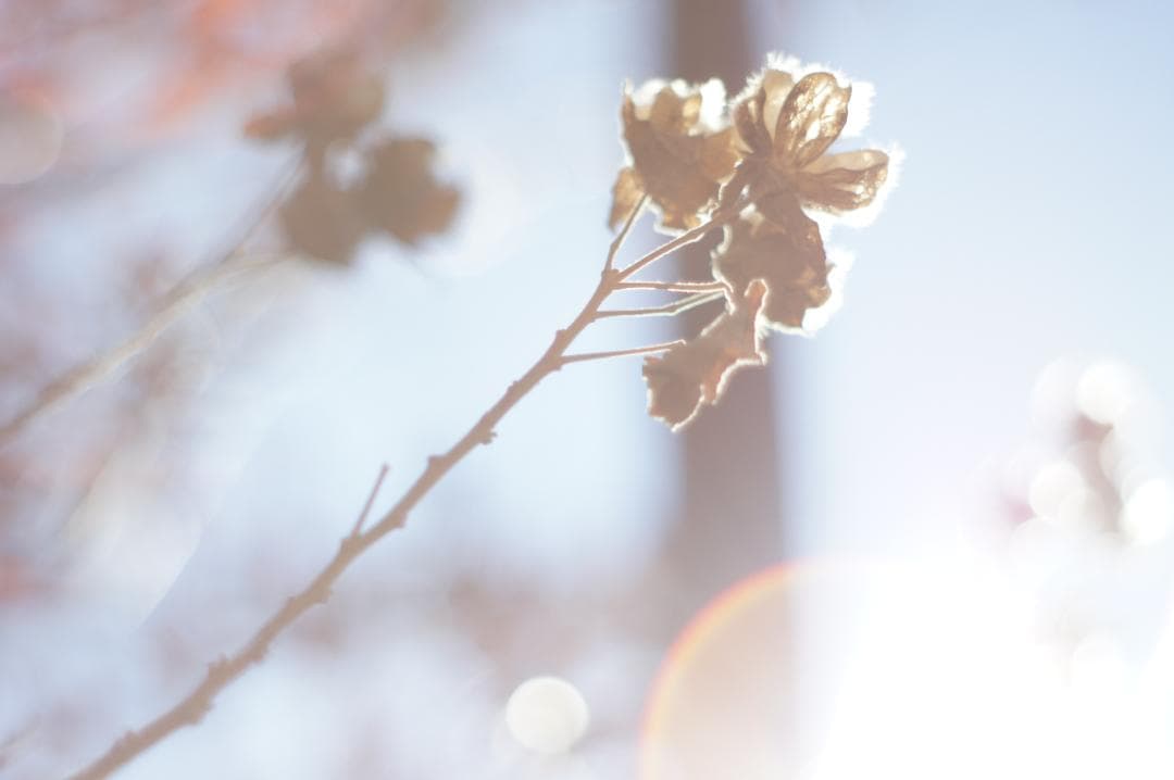 美フレア✨ 作例有 PENTAX スーパータクマー 55mm f1.8 後期