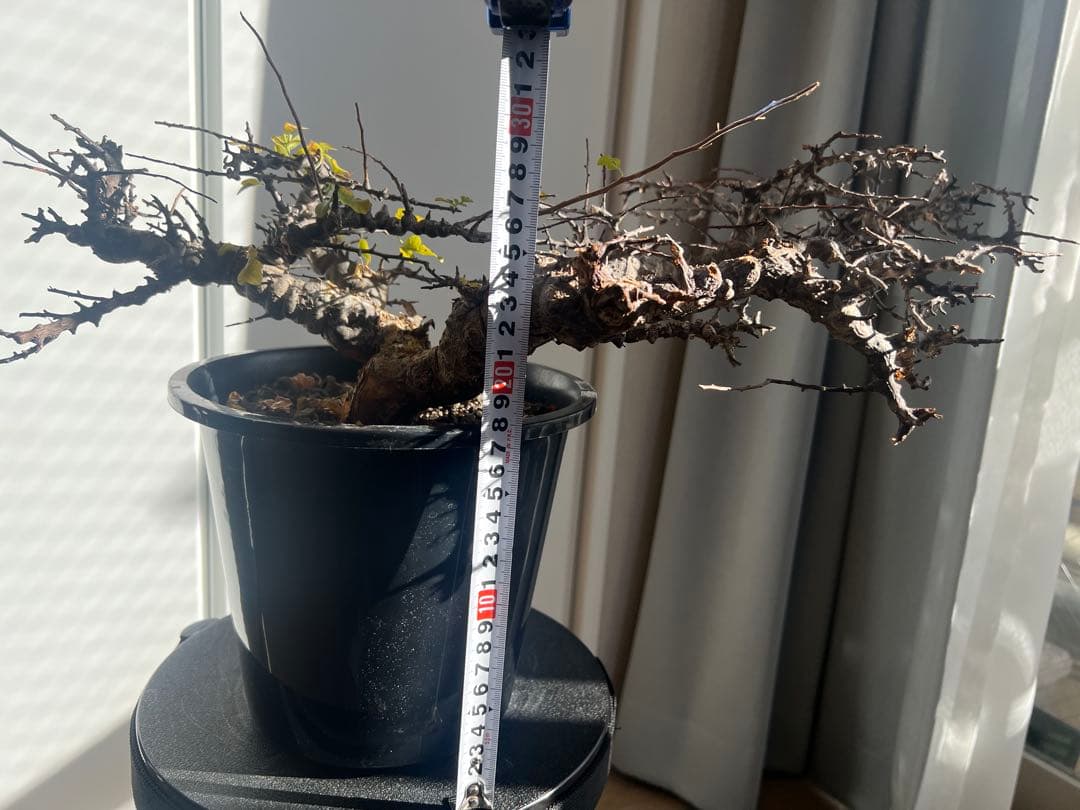 【発根済】コミフォラ エイル　灌木 塊根