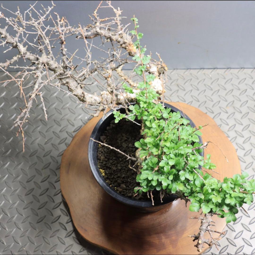 【発根済】コミフォラ エイル　灌木 塊根