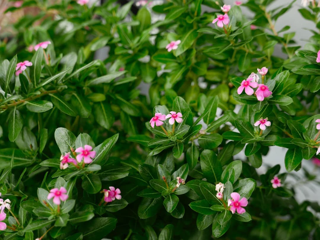 デジタルカメラ LEICA D-LUX (Typ 109)