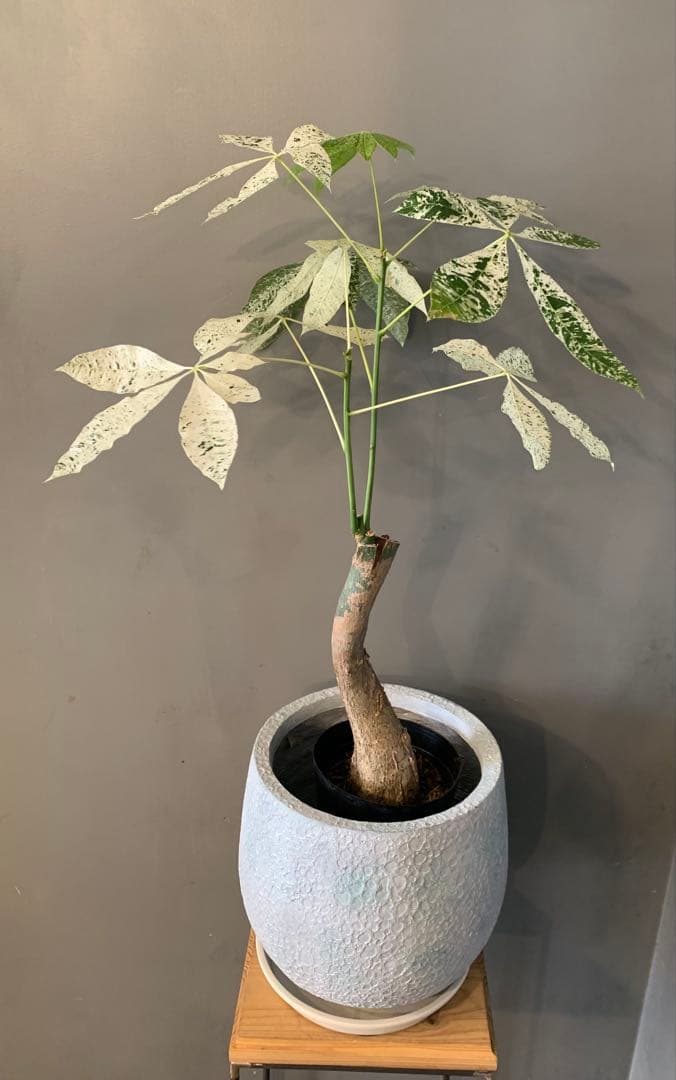 シルバーボーイ