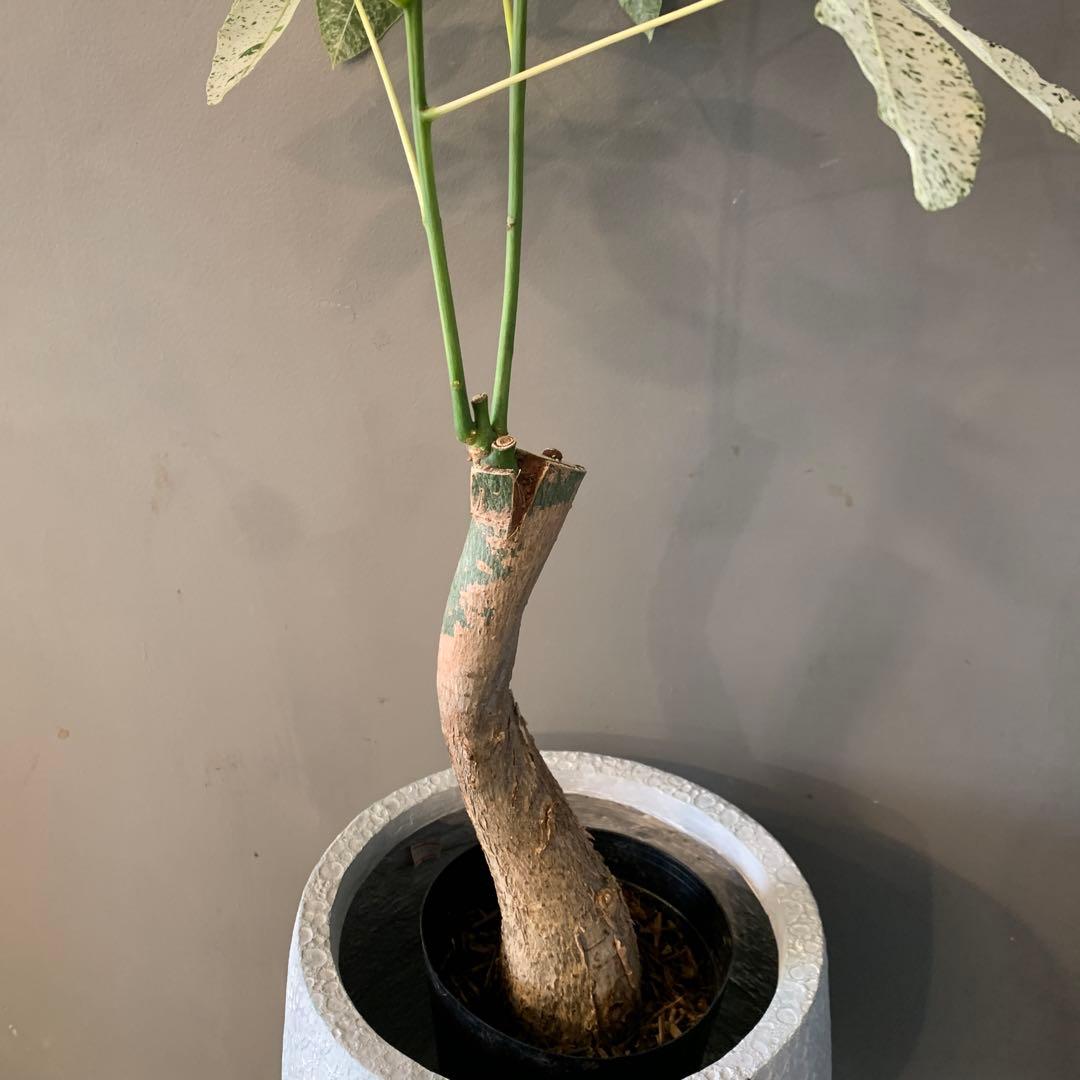 シルバーボーイ