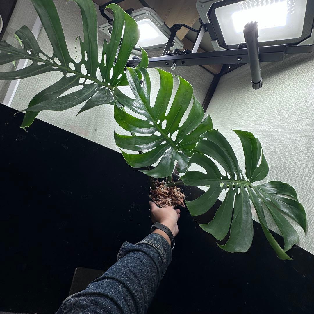 く*。様 モンステラデリシオーサマクロコズム超希少系統鉢植え67㎝