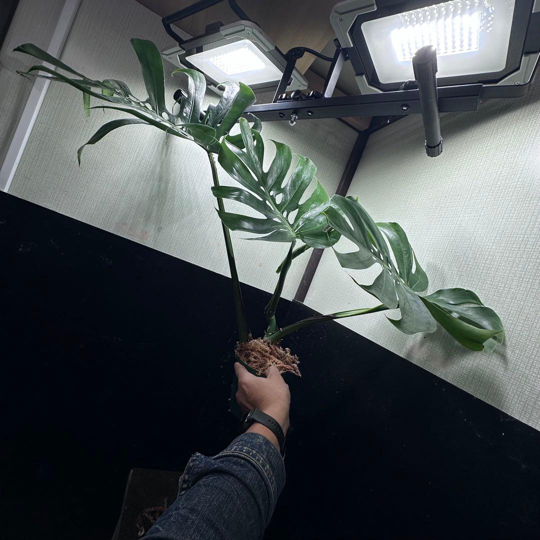 く*。様 モンステラデリシオーサマクロコズム超希少系統鉢植え67㎝