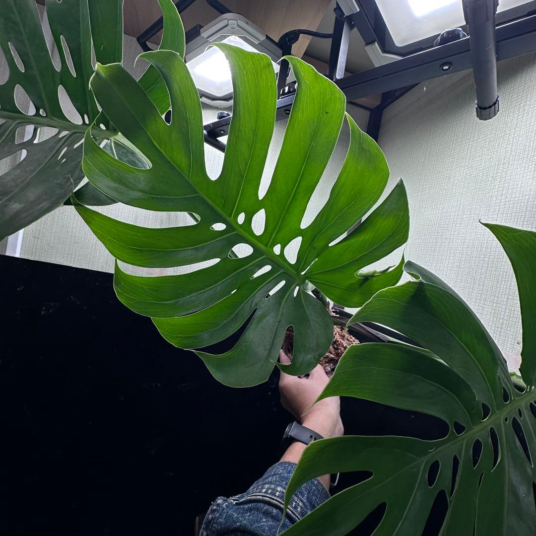 く*。様 モンステラデリシオーサマクロコズム超希少系統鉢植え67㎝