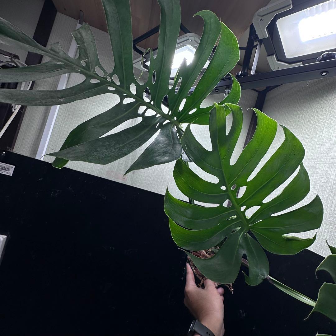 く*。様 モンステラデリシオーサマクロコズム超希少系統鉢植え67㎝