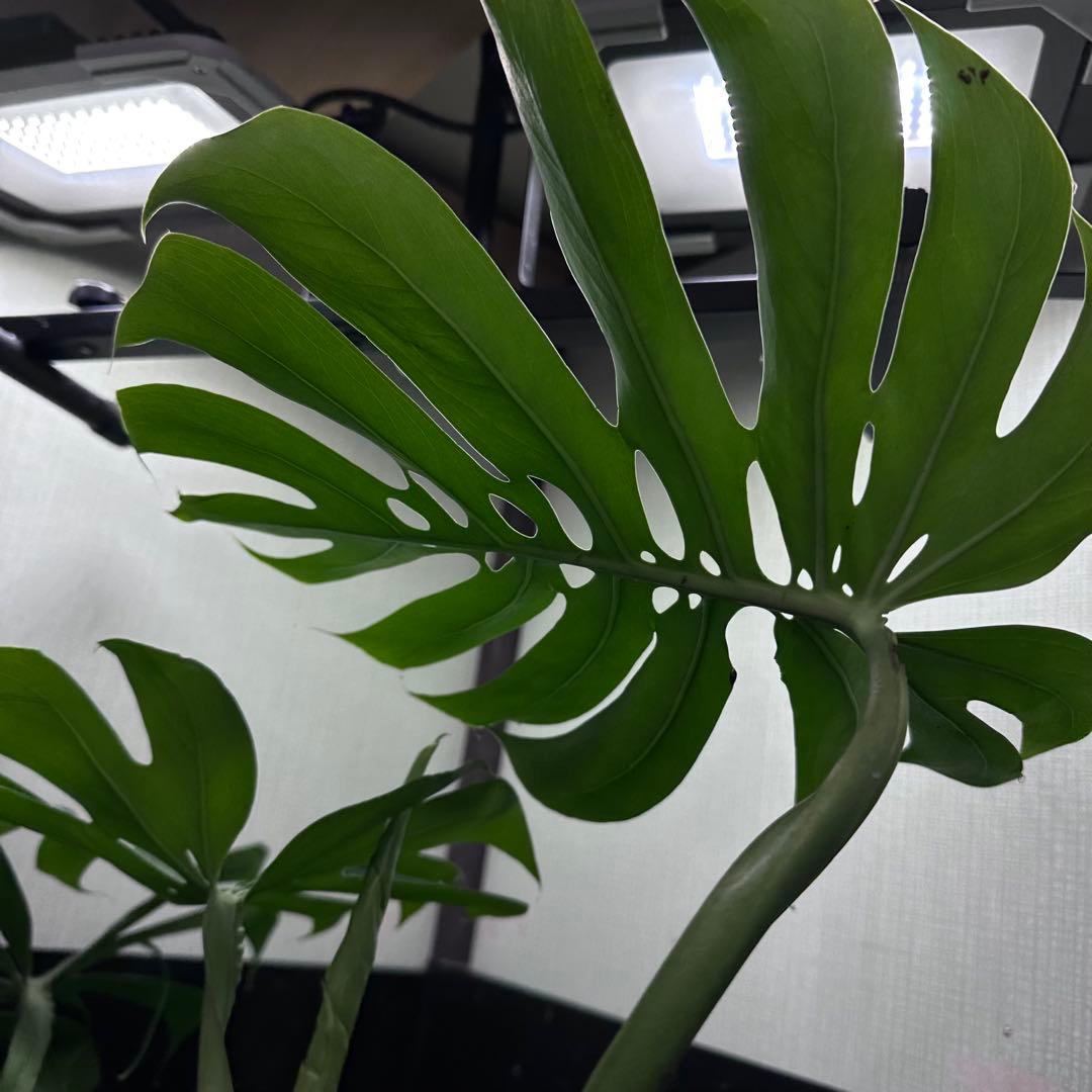 く*。様 モンステラデリシオーサマクロコズム超希少系統鉢植え67㎝