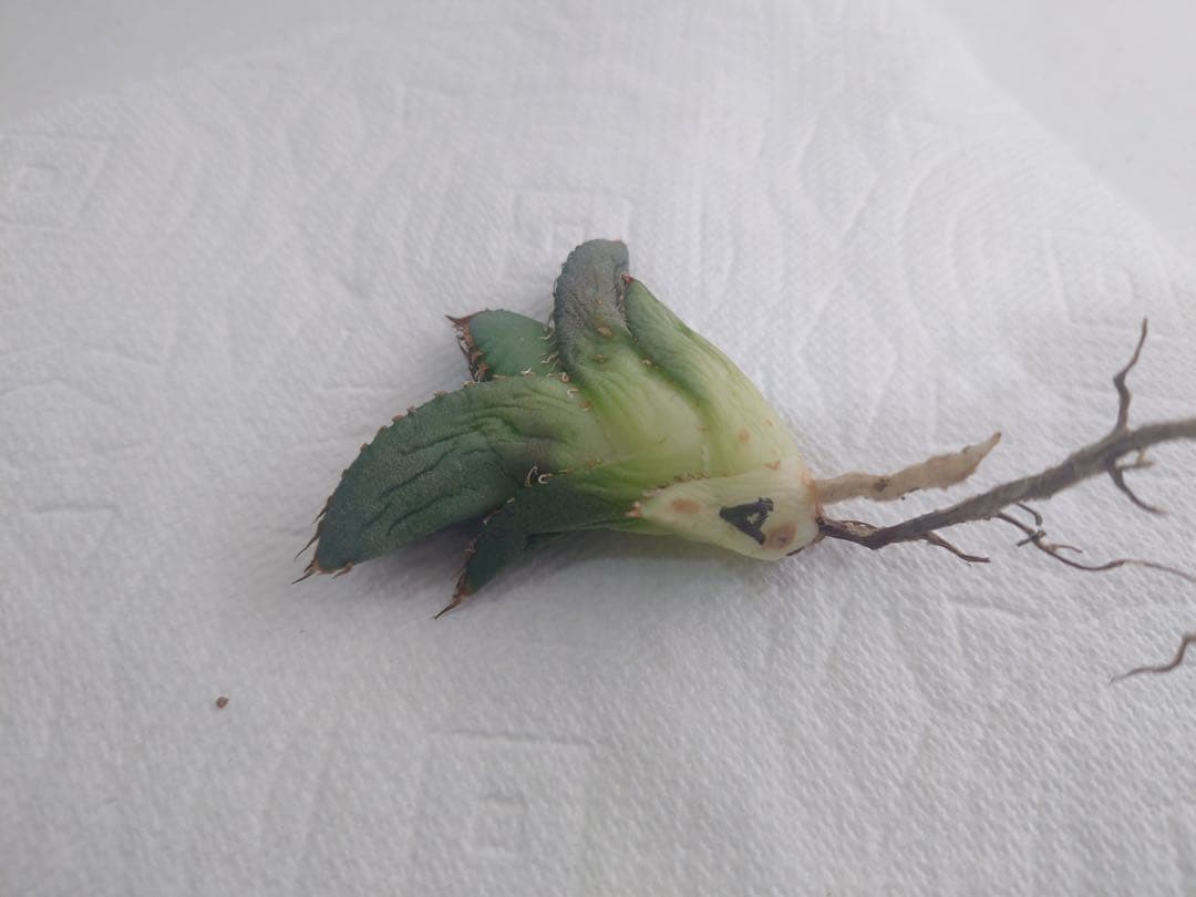 アガベ 麻花龍OC良株