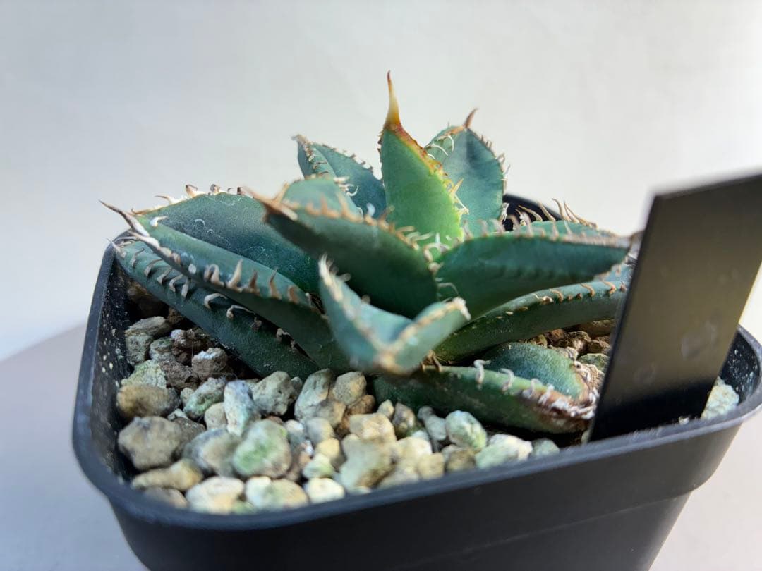 アガベ 麻花龍OC良株