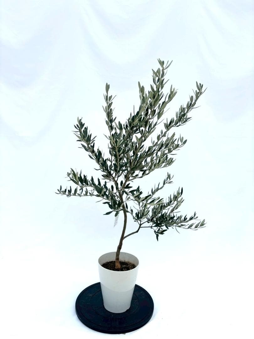 オリーブの木　ホワイト　7号　約115cm　NO.856　希少品種　現品掲載