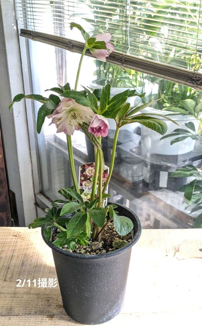 ♡はるかぜ様♡