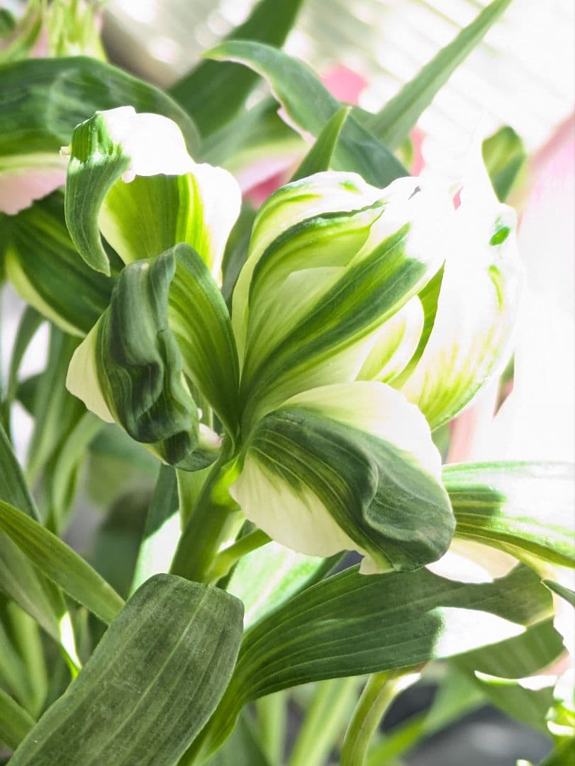 ♡はるかぜ様♡