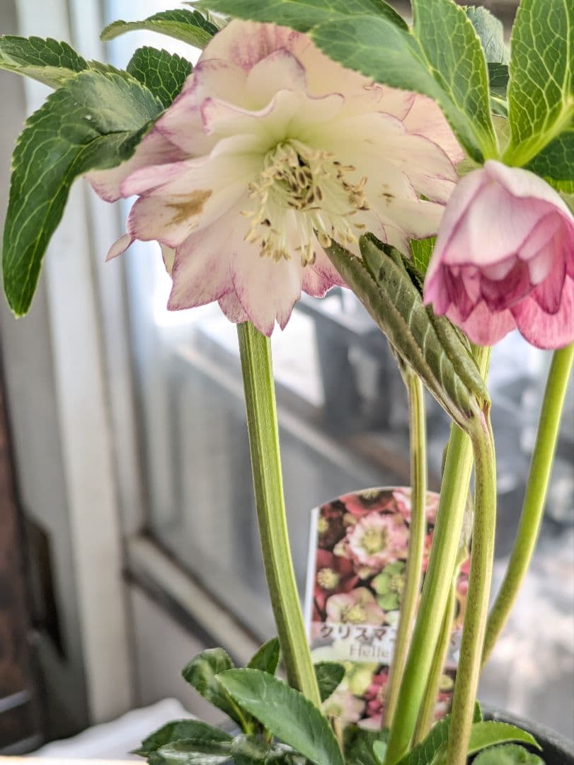 ♡はるかぜ様♡