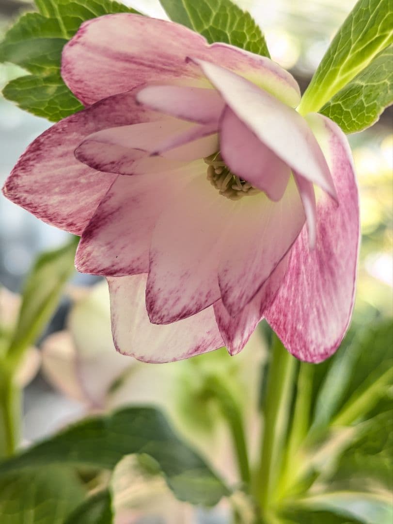 ♡はるかぜ様♡