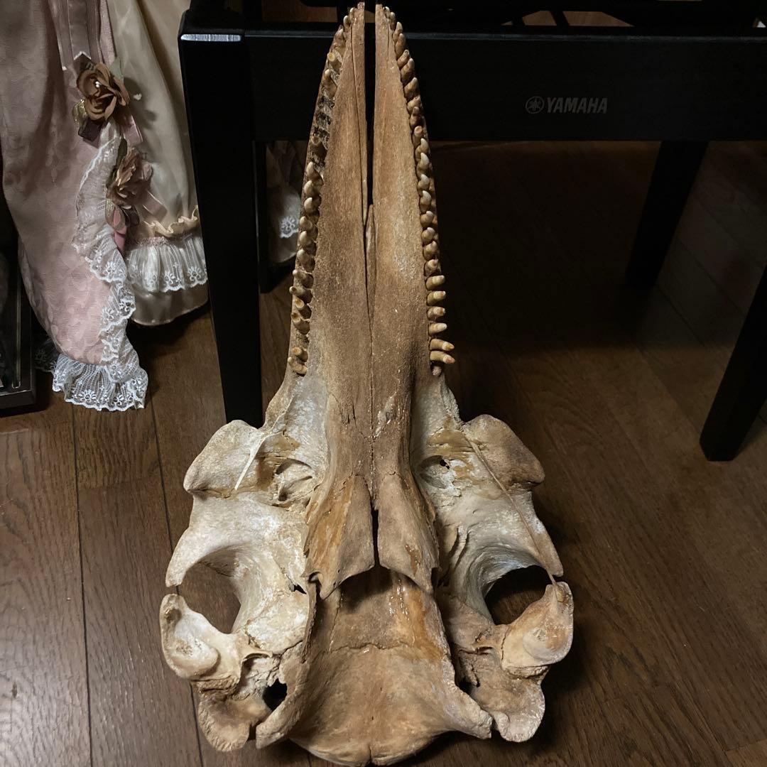 動物　頭骨 標本