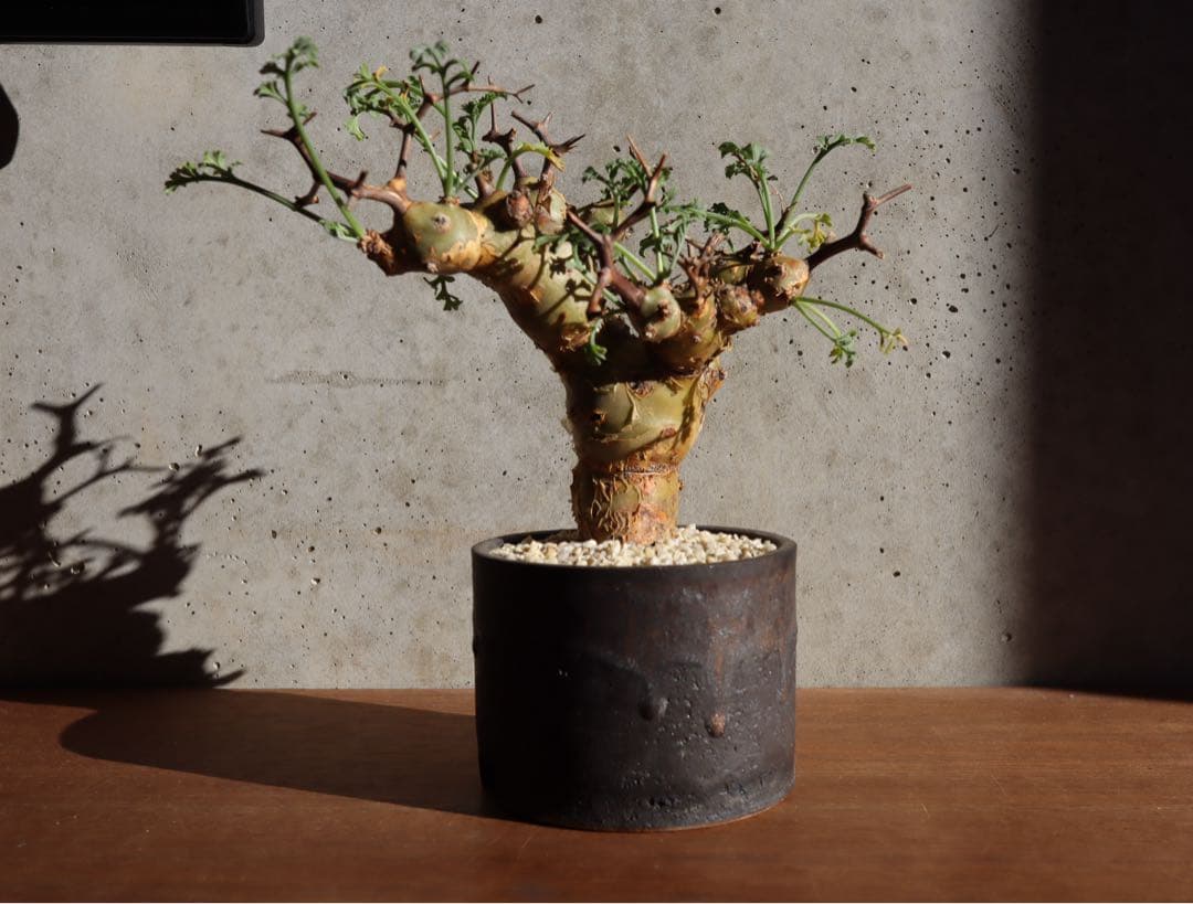 現地株　発根済み　ペラルゴニウム　クリズミフォリウム