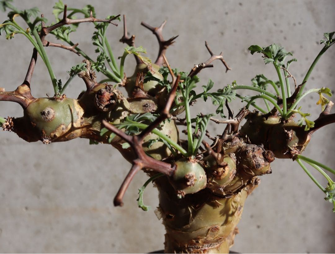 現地株　発根済み　ペラルゴニウム　クリズミフォリウム