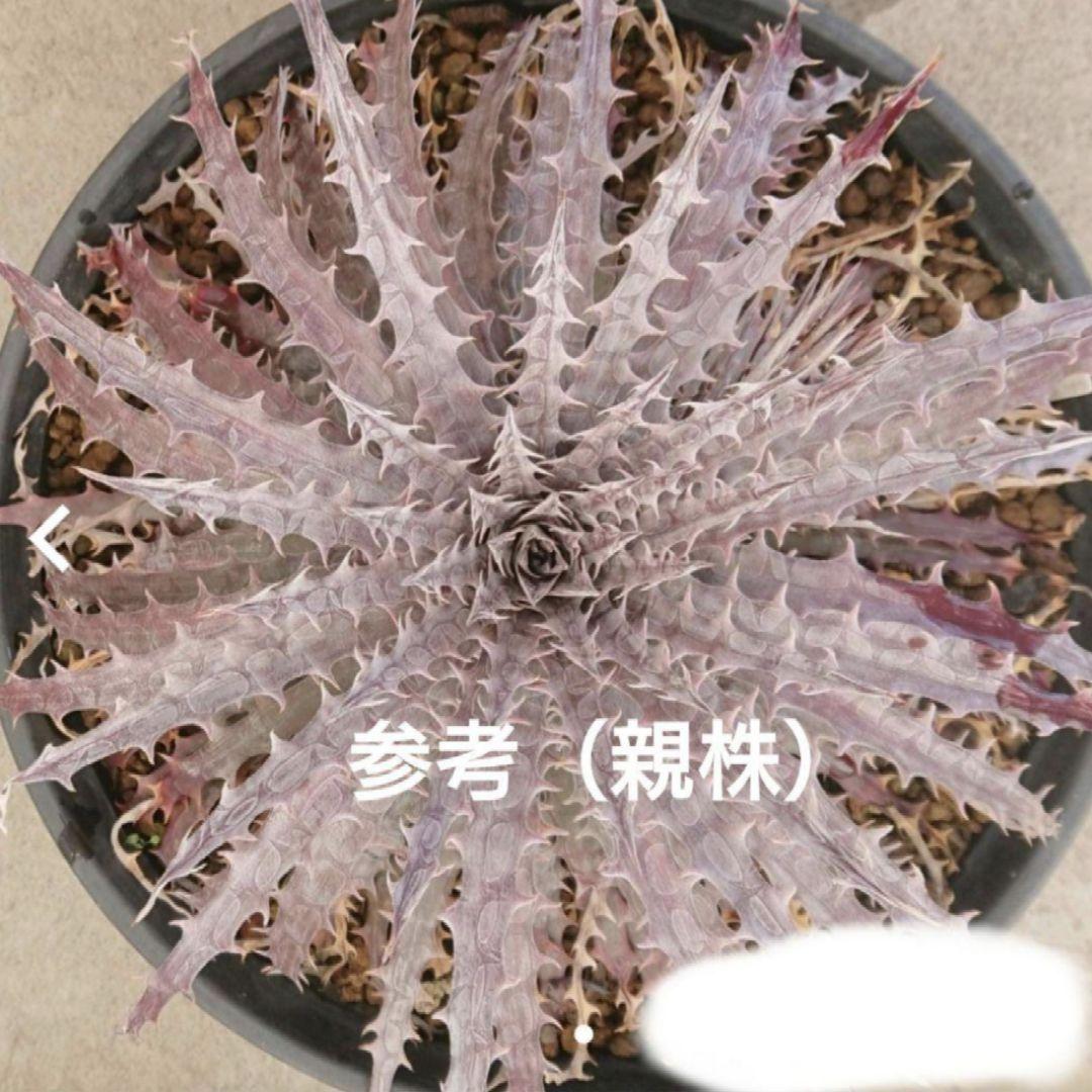 Dyckia 'BattleAxe' ディッキア バトルアックス