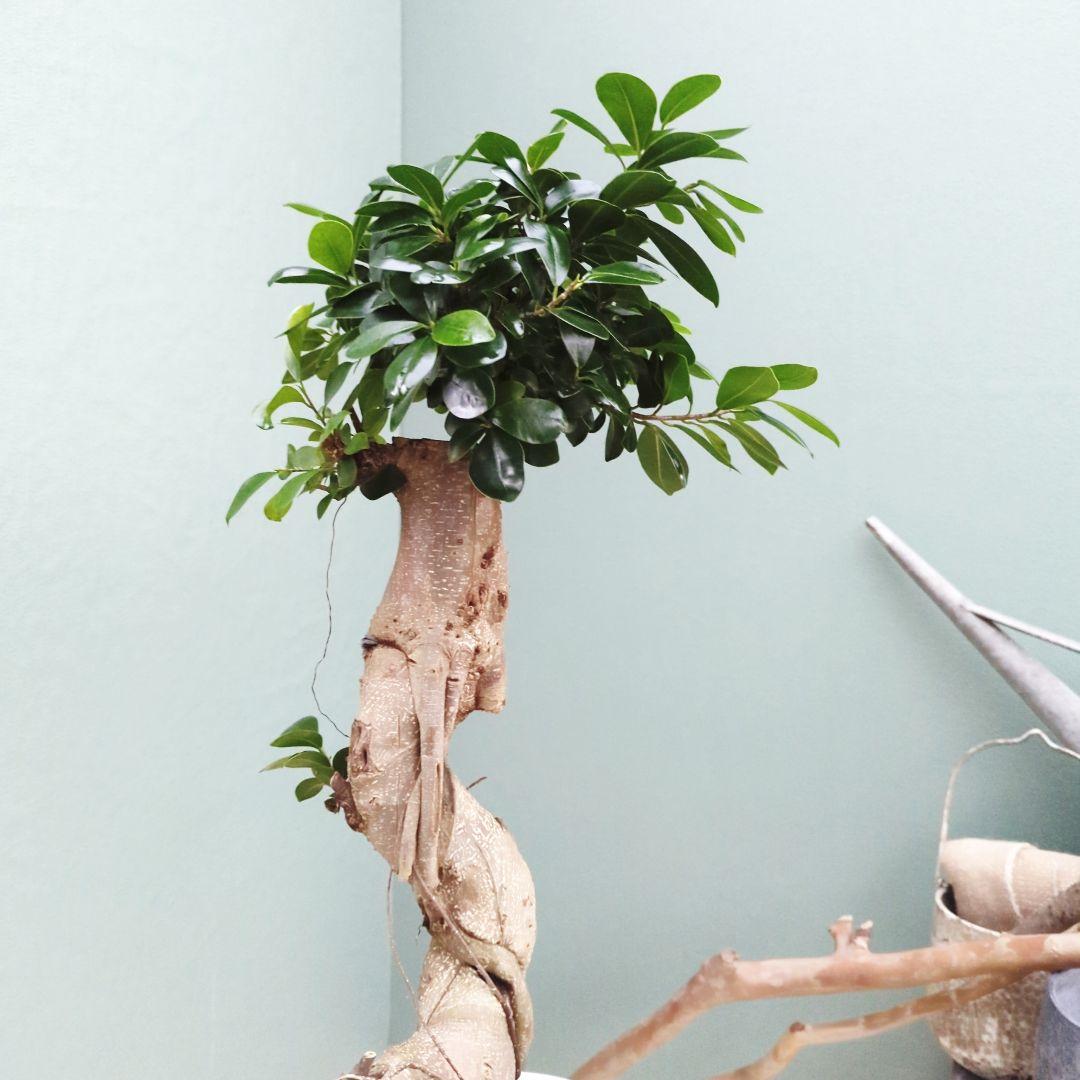 希少！ 太幹 曲がり 昇り龍ガジュマル 根上りガジュマル７号