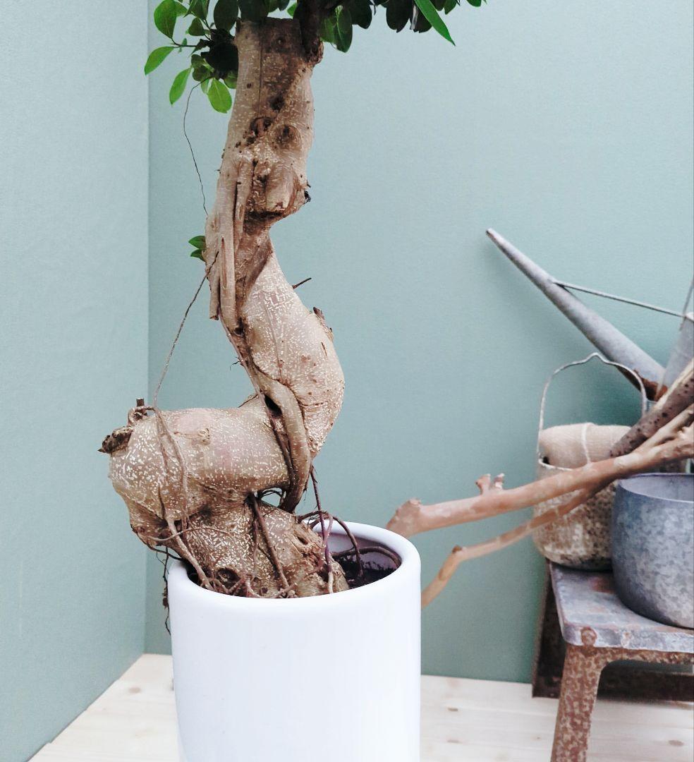 希少！ 太幹 曲がり 昇り龍ガジュマル 根上りガジュマル７号