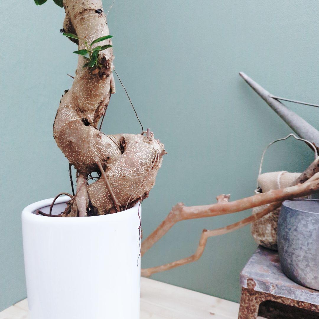 希少！ 太幹 曲がり 昇り龍ガジュマル 根上りガジュマル７号