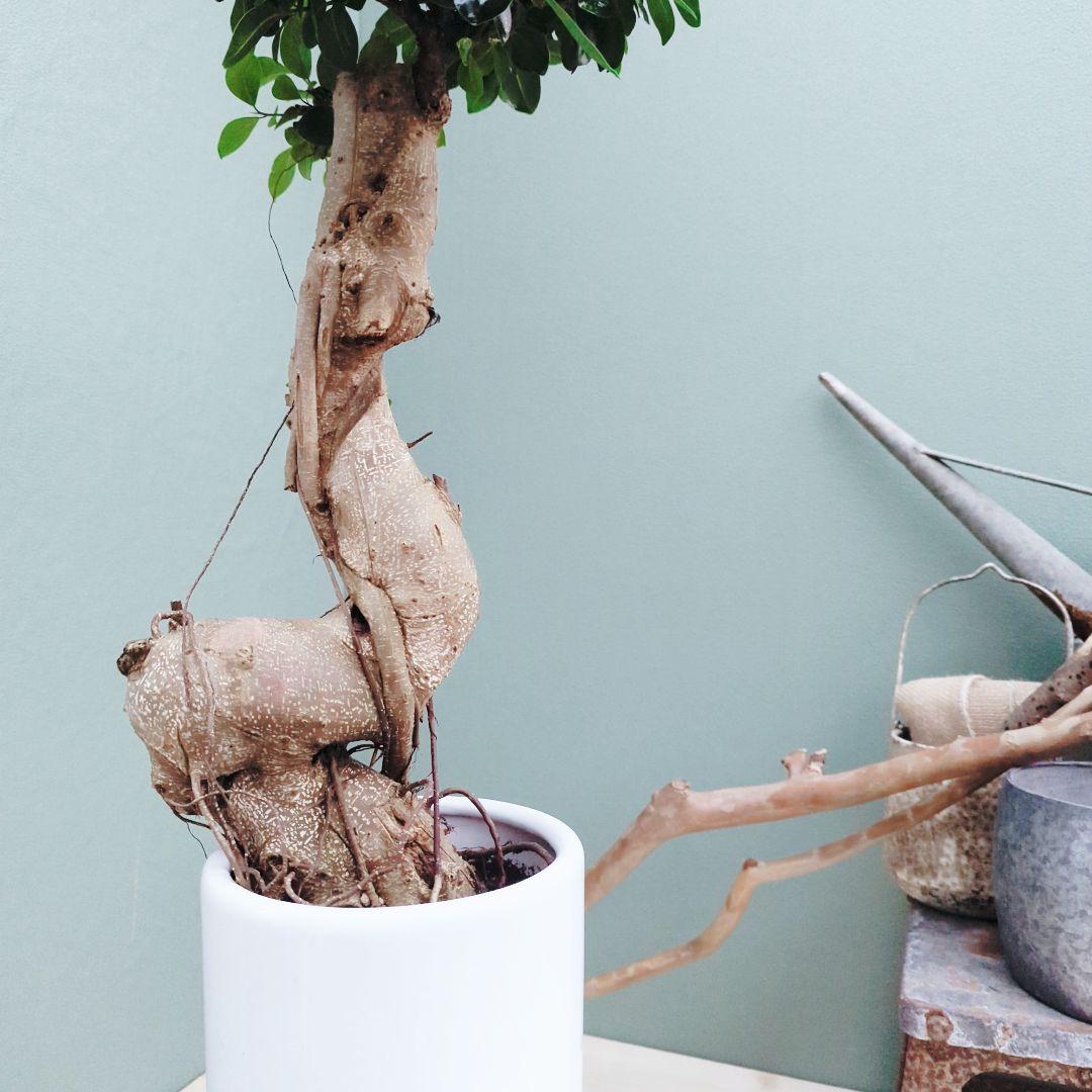 希少！ 太幹 曲がり 昇り龍ガジュマル 根上りガジュマル７号