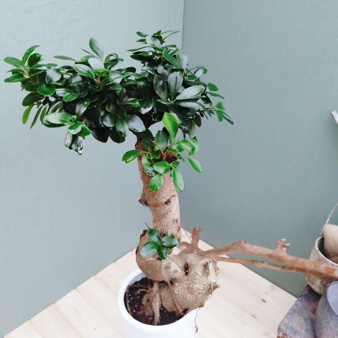 希少！ 太幹 曲がり 昇り龍ガジュマル 根上りガジュマル７号