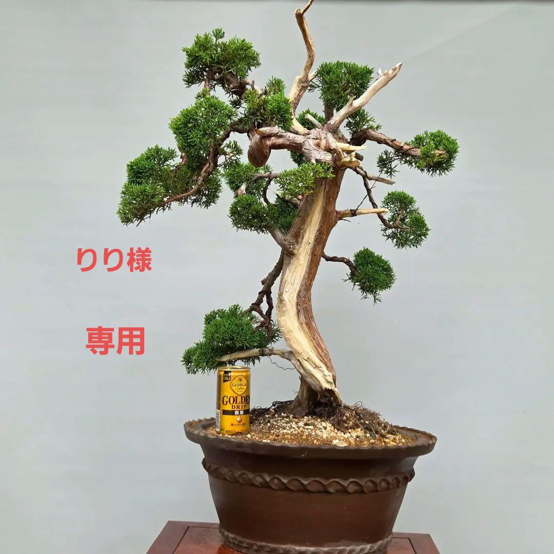 真柏　[模様木]　大品盆栽素材