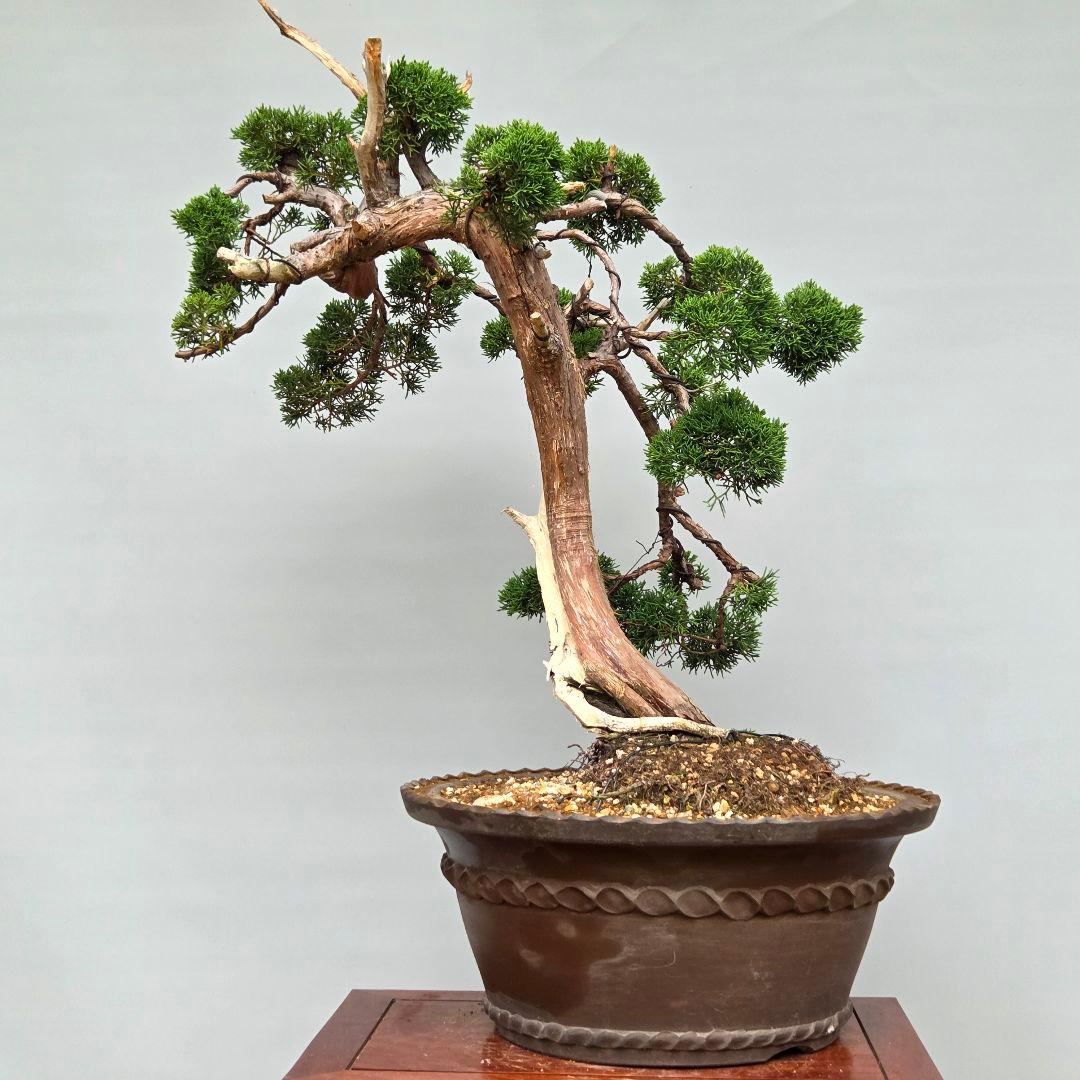 真柏　[模様木]　大品盆栽素材