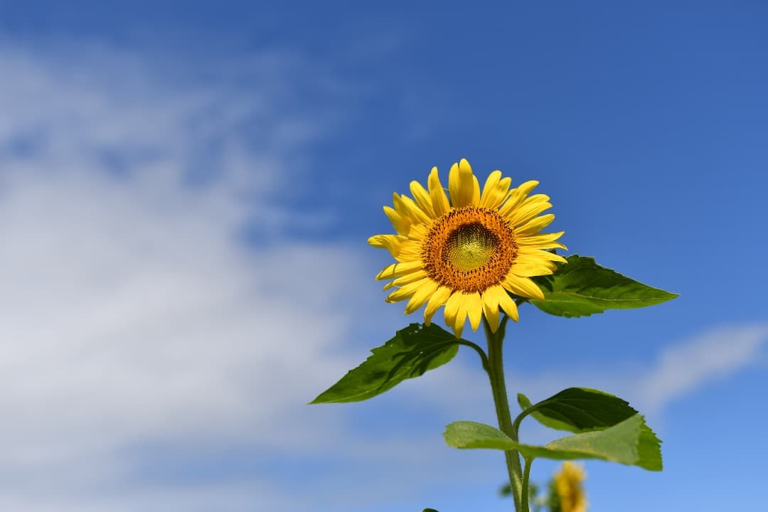 SIGMA 30mm F1.4 DC Art Nikon Fマウント用