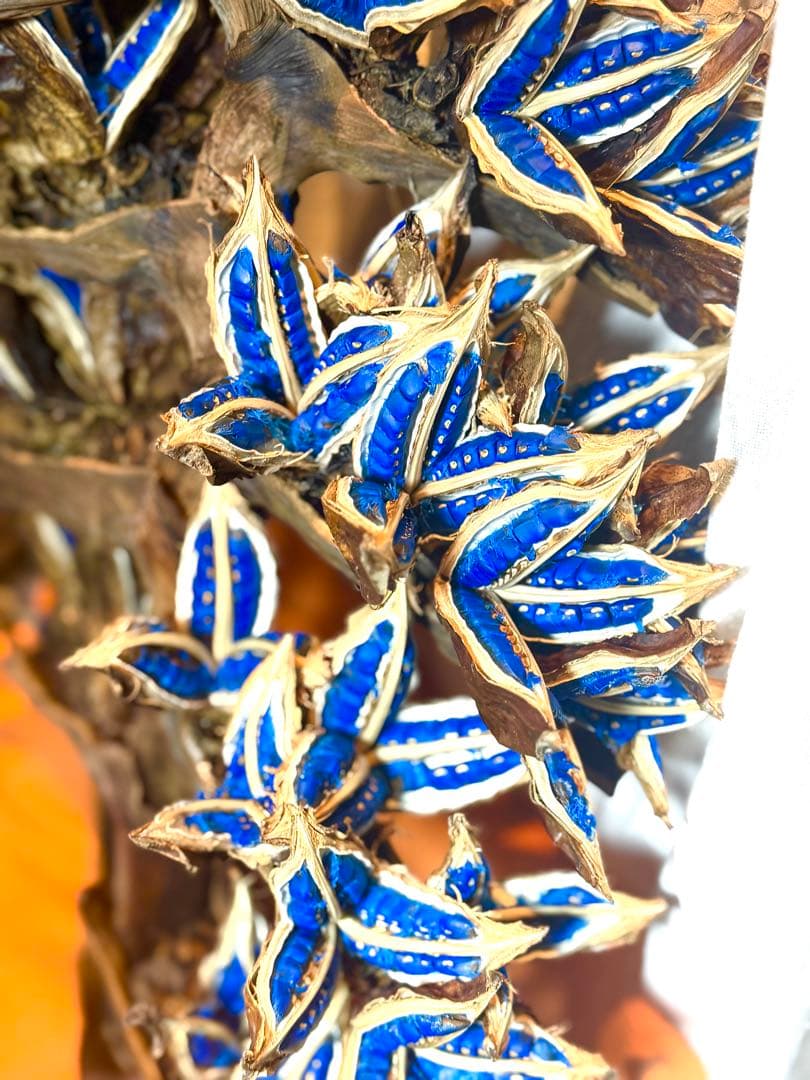 72 旅人の木 期間限定割引 今季宮古島産11房