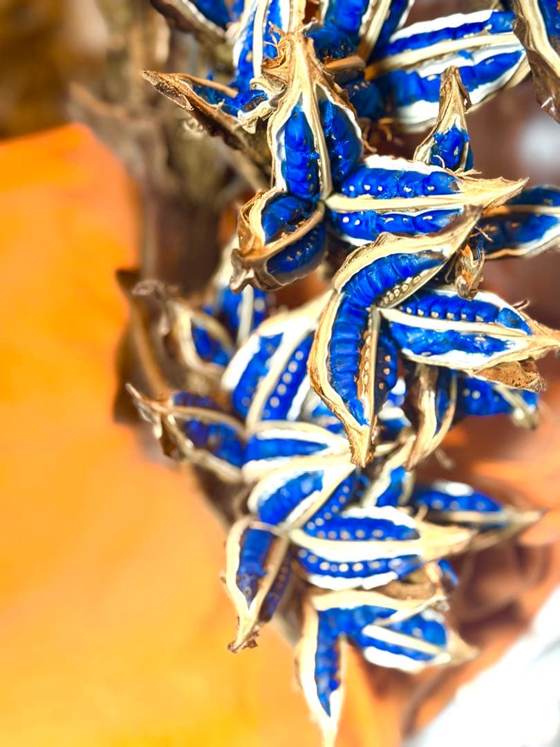 72 旅人の木 期間限定割引 今季宮古島産11房