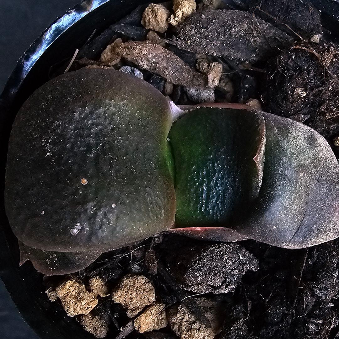 メルカリ便発送&ロウルサンコさんラベル付き☆ガステリア C0(シーゼロ)