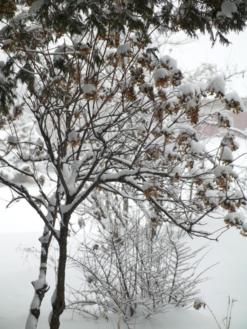 訳アリ LEICA D VARIO-ELMARIT 14-50mm