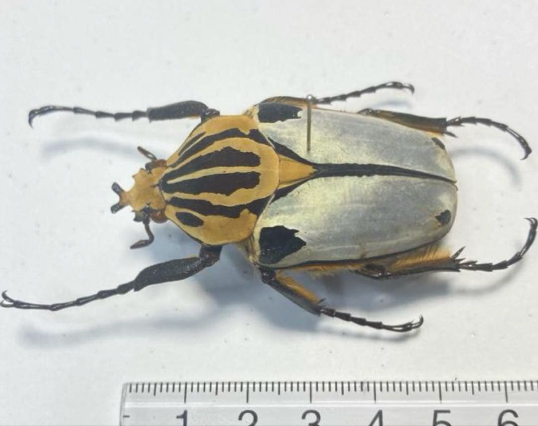 ゴライアスカタモンオオツノハナムグリ　約52ミリ