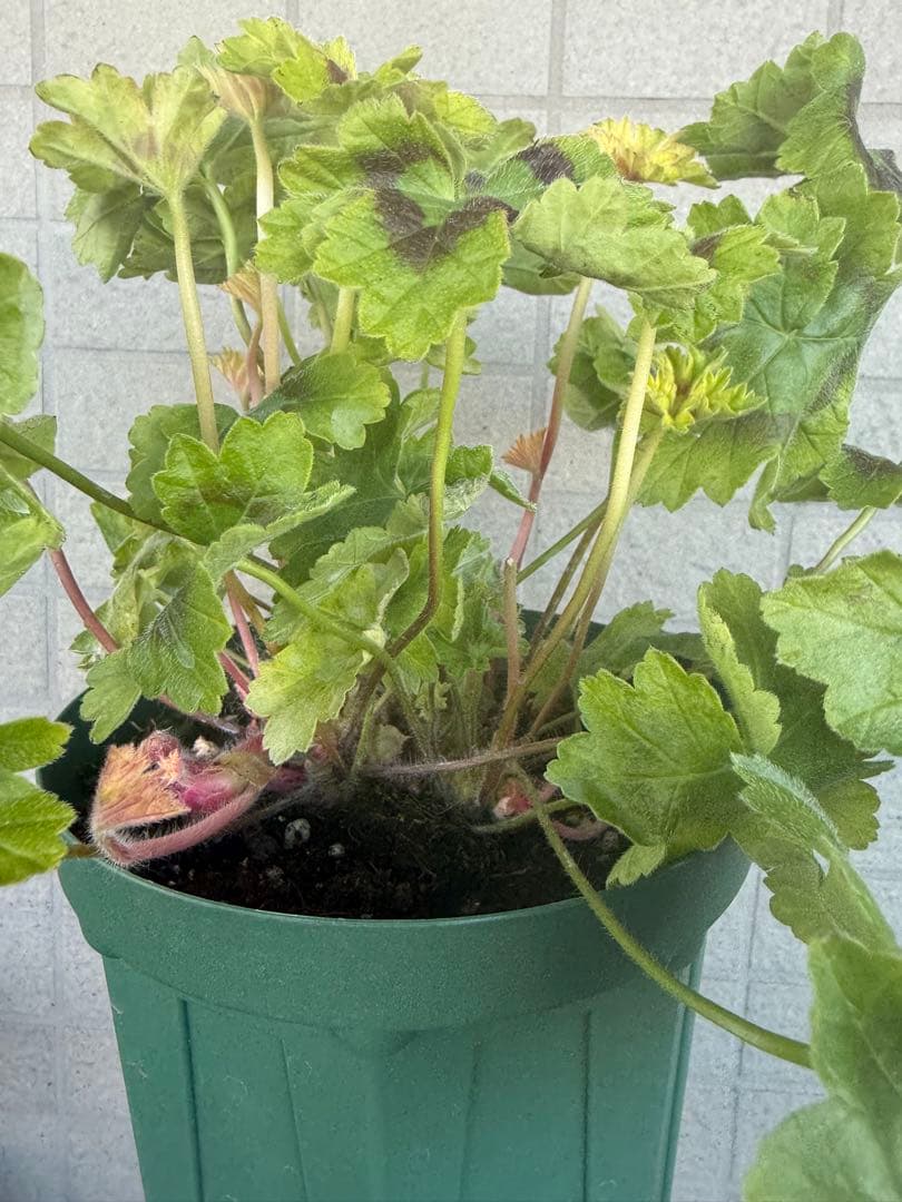 同捆専用ゼラニウム苗