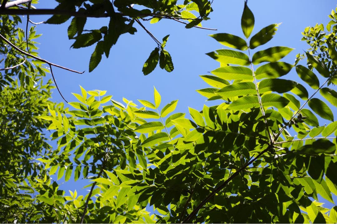 ホクトレンダーAPO-LANTHAR50mmF2Aspherical VM