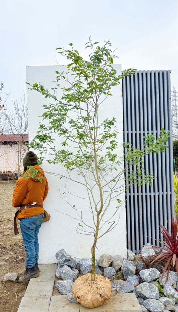 希少。山採りソヨゴ雌株2.6M(鉢底から)