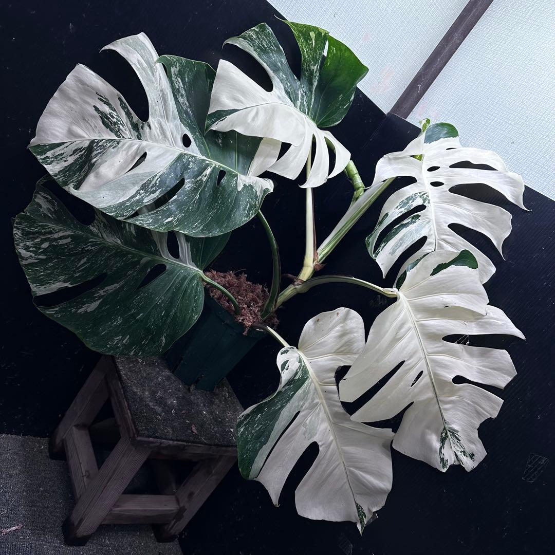 さ*ち様 斑入りモンステラ ホワイトタイガー極美大株72cm白斑多