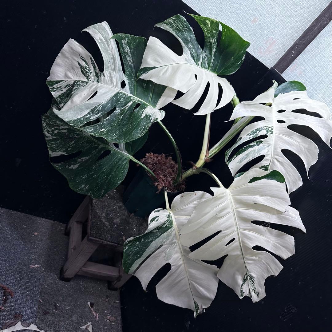 さ*ち様 斑入りモンステラ ホワイトタイガー極美大株72cm白斑多