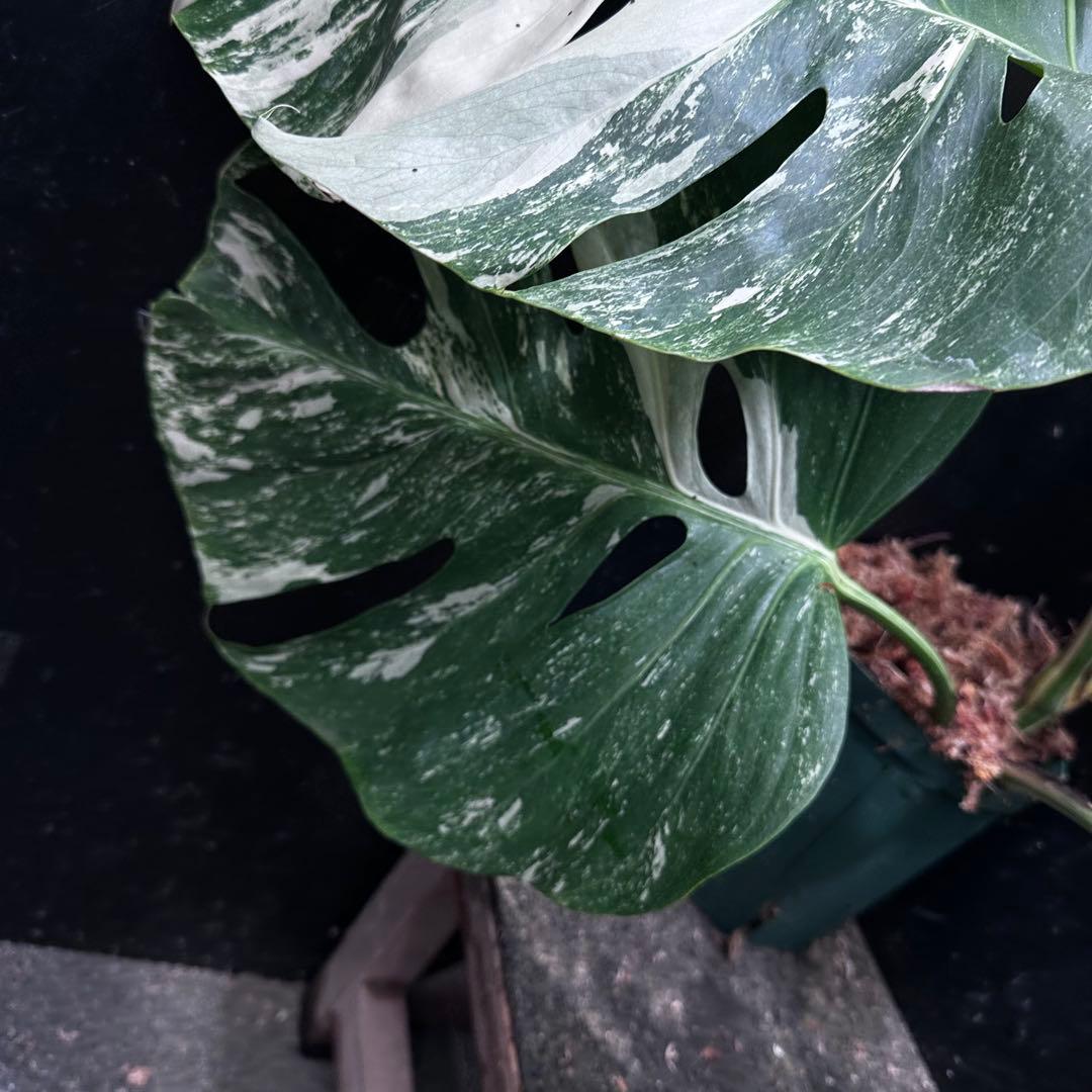さ*ち様 斑入りモンステラ ホワイトタイガー極美大株72cm白斑多