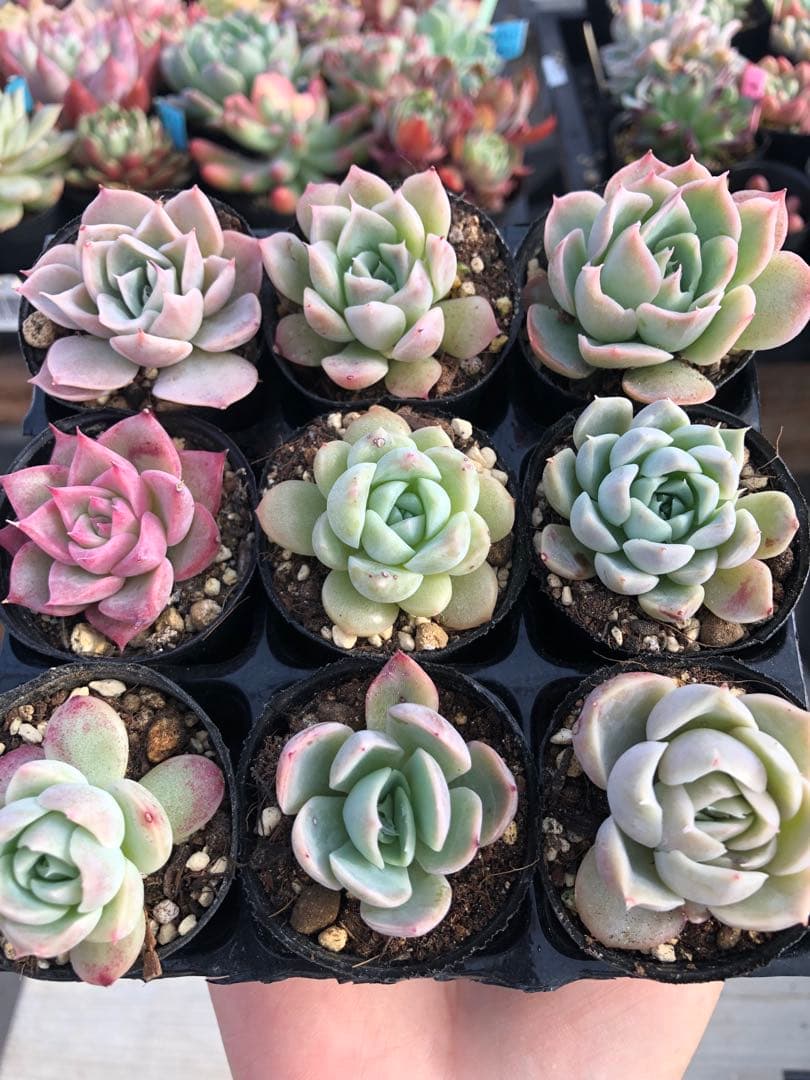 多肉植物 miyaさん苗♡小苗セット