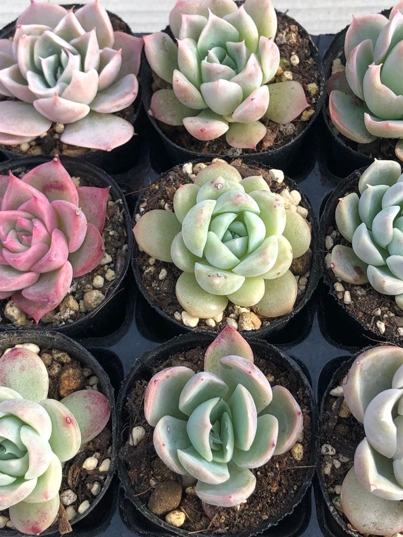 多肉植物 miyaさん苗♡小苗セット