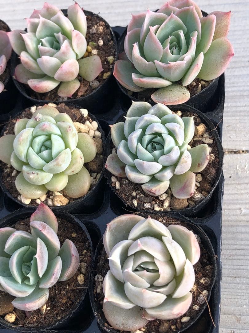 多肉植物 miyaさん苗♡小苗セット